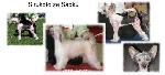 Chovatelska stanice ps�: SIRUKOTO ZE S�DKU
