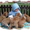 Chovatelska stanice ps�: ANGLICK� BULDOK Z AG�TOV� CESTY