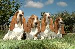 Chovatelska stanice ps�: LADY BARNETT�S