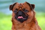 Chovatelska stanice ps�: FRANCOUZSK� LILIE