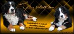 Chovatelska stanice ps�: LADY NEBEKAM