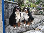 Chovatelska stanice ps�: ZE PS� BOUDY