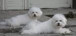 Chovatelska stanice ps�: B�L� HROM�VKA