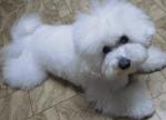 Chovatelska stanice ps�: BLANCO NEXO