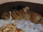 Chovatelska stanice ps�: ANGELA GOD LIKE