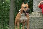 Chovatelska stanice ps�: TOP TAMIR