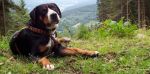 Chovatelska stanice ps�: DARASSON