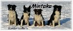 Chovatelska stanice ps�: MINTAKA