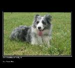 Chovatelska stanice ps�: DRUNA BLUE - BORDER COLLIE