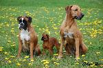 Chovatelska stanice ps�: GOLDIE RED