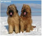 Chovatelska stanice ps�: DOUREBRIE