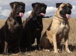 Chovatelska stanice ps�: GUINESIS STAR