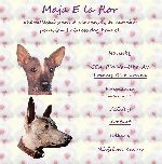 Chovatelska stanice ps�: MAJA E LA FLOR