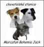 Chovatelska stanice ps�: MARCAFAN BOHEMIA JACK