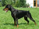 Chovatelska stanice ps�: BUDDOGS