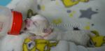Chovatelska stanice ps�: MATY VE MARIA