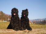 Chovatelska stanice ps�: DOGGY SILESSIA