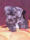 Chovatelska stanice ps�: ZLAT� CHARA