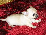 Chovatelska stanice ps�: ZDENA KU�EROV�