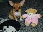 Chovatelska stanice ps�: CELTIC DOG