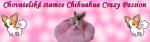 Chovatelska stanice ps�: CHIHUAHUA CRAZY PASSION