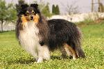 Chovatelska stanice ps�: SN̎N� TYGR