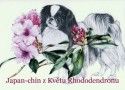 Chovatelska stanice ps�: Z KV�TU RHODODENDRONU