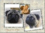 Chovatelska stanice ps�: BRUSATI�S LOVE