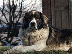 Chovatelska stanice ps�: T̊�NSK� NEBE
