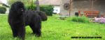 Chovatelska stanice ps�: EMPIRE OF BLACKBEARS