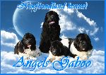 Chovatelska stanice ps�: ANGELS GABOO