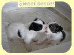 Chovatelska stanice ps�: SWEET SECRET