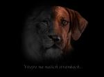 Chovatelska stanice ps�: LEGEND OF AFRICA