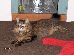 Chovatelska stanice ps�: ASUANCATS