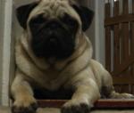 Chovatelska stanice ps�: OD �ELEZN� PANNY