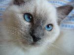 Chovatelska stanice ps�: BLUE ANFE CZ
