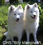 Chovatelska stanice ps�: B�L� K�EM�NEK