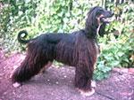 Chovatelska stanice ps�: LITTLEBROOM