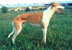 Chovatelska stanice ps�: HIPPOLIT STAR