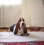 Chovatelska stanice ps�: QUEEN�S HERMELIN