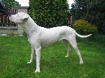 Chovatelska stanice ps�: EL NUESTRO COMPA�ERO