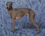 Chovatelska stanice ps�: BUGSY