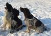 Chovatelska stanice ps�: Z PAVLOV�KU