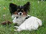 Chovatelska stanice ps�: Z�TMAR