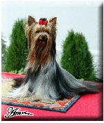 Chovatelska stanice ps�: AMSHER