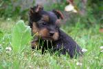 Chovatelska stanice ps�: �ERN� FAUN