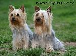 Chovatelska stanice ps�: Z HEDV�BN�HO DOMU