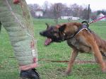 Chovatelska stanice ps�: SA-KRA BESKYDY