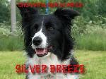 Chovatelska stanice ps�: SILVER BREEZE