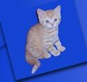 Chovatelska stanice ps�: Z�SMUCK� HV�ZDA, CZ